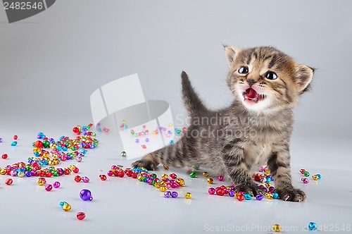 Image of little kitten with small metal jingle bells beads