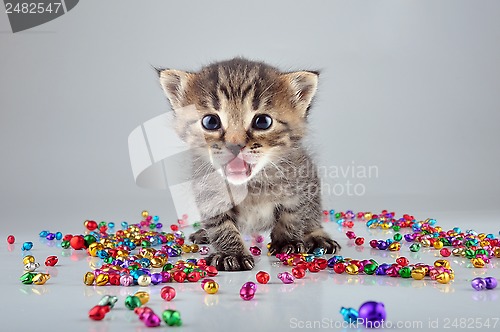 Image of little kitten with small metal jingle bells beads