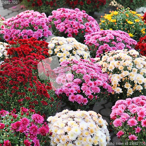 Image of asters