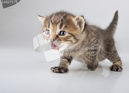 Image of cute little 20 days old  kitten 