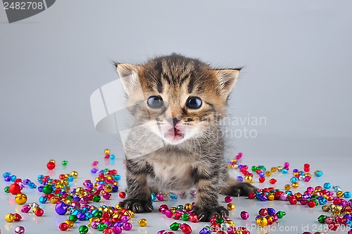 Image of little surprised funny kitten with small metal jingle bells bead