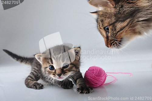 Image of little kitten playing with a woolball