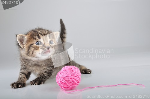 Image of little kitten playing with a woolball