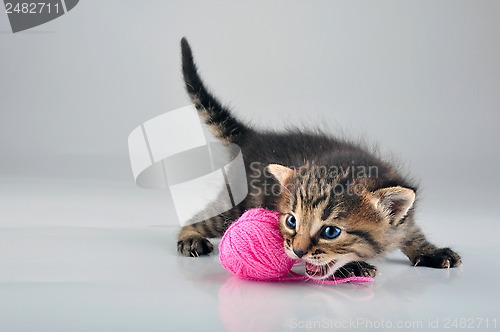 Image of little kitten playing with a woolball