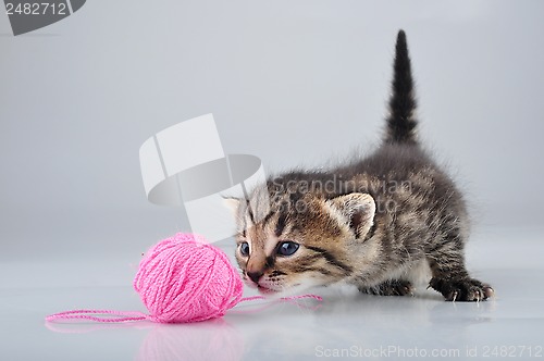 Image of little kitten playing with a woolball