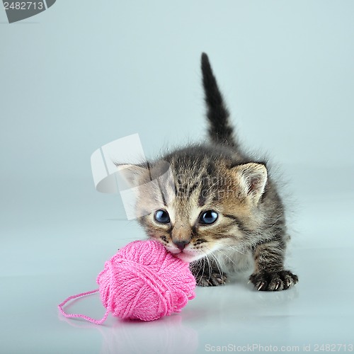 Image of funny cute little kitten playing with a woolball