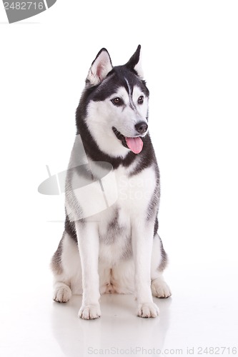 Image of siberian husky dog