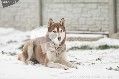 Image of siberian husky