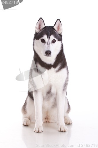 Image of siberian husky dog