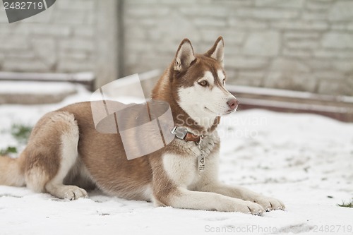 Image of siberian husky