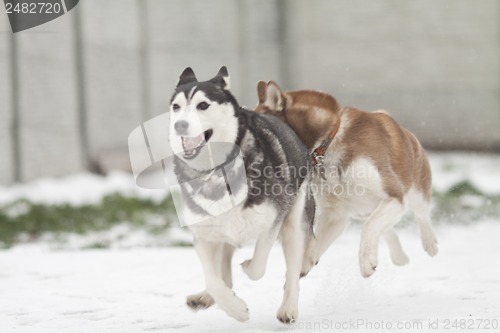 Image of siberian husky