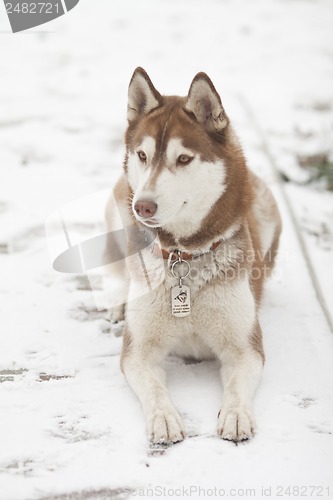 Image of siberian husky