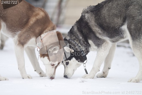 Image of siberian husky