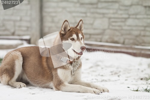 Image of siberian husky