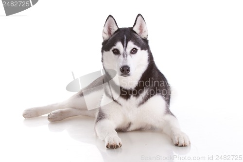 Image of siberian husky dog