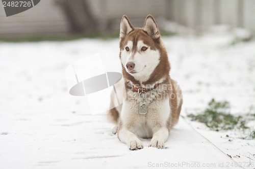 Image of siberian husky