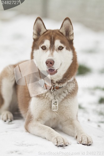 Image of siberian husky