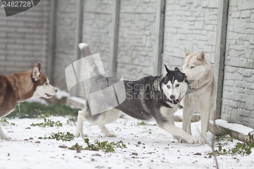 Image of siberian husky