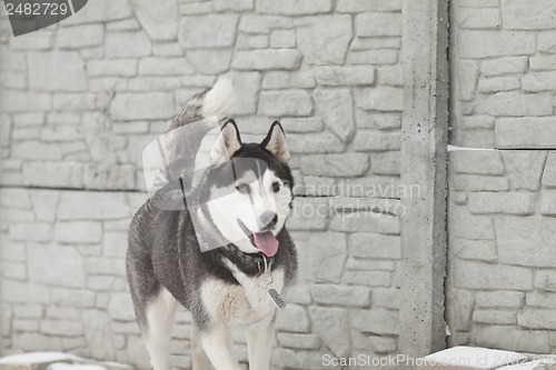 Image of siberian husky