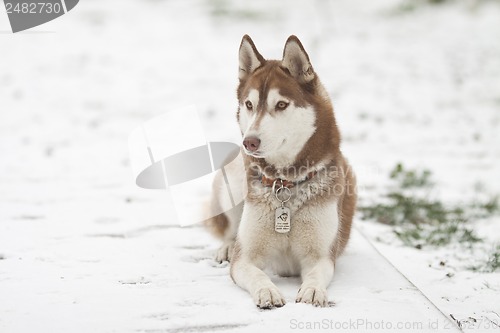 Image of siberian husky