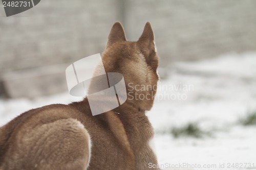 Image of siberian husky