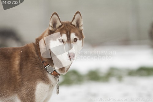 Image of siberian husky