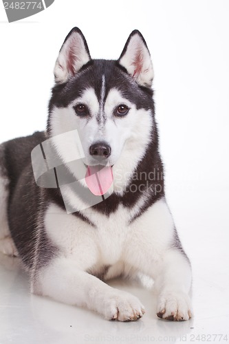 Image of siberian husky dog