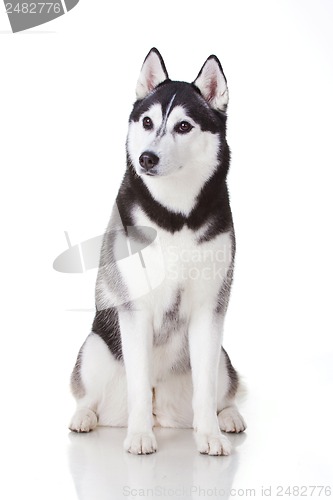 Image of siberian husky dog