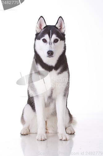 Image of siberian husky dog