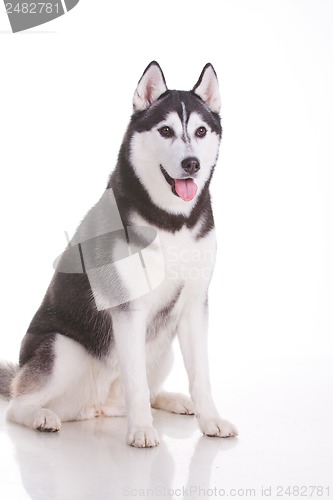 Image of siberian husky dog