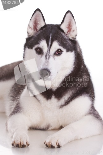 Image of siberian husky dog