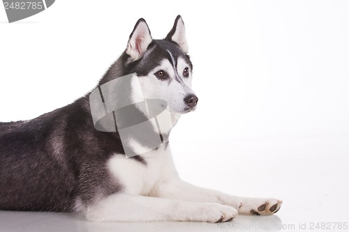 Image of siberian husky dog