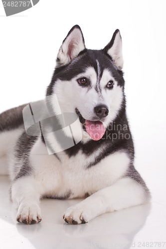 Image of siberian husky dog