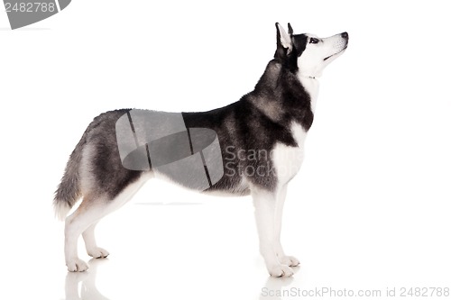 Image of siberian husky dog