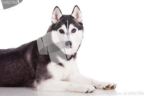 Image of siberian husky dog