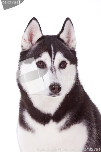 Image of siberian husky dog