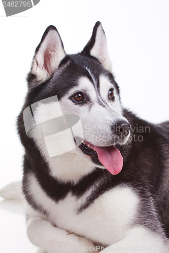 Image of siberian husky dog