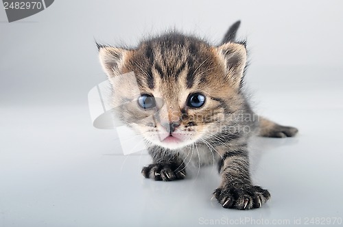 Image of small 20 days old  kitten 