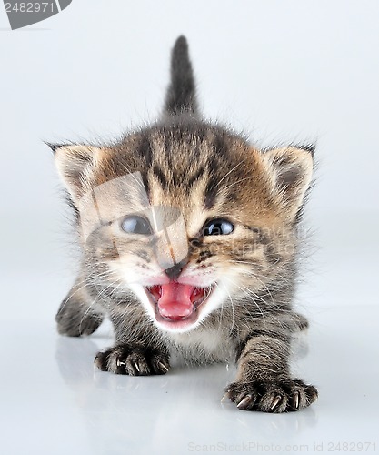 Image of little 20 days old  kitten 