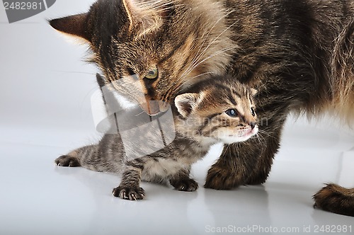 Image of small 20 days old  kitten with mother cat