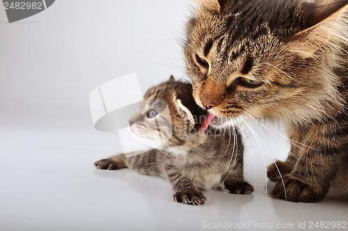 Image of Mother cat cares of her 20 days old  kitten 