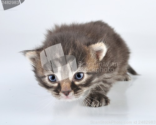 Image of small 20 days old  kitten 