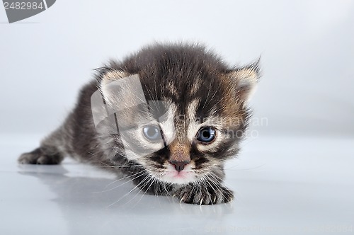 Image of small 20 days old  kitten 