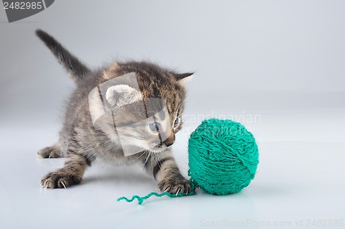 Image of little kitten playing with a woolball