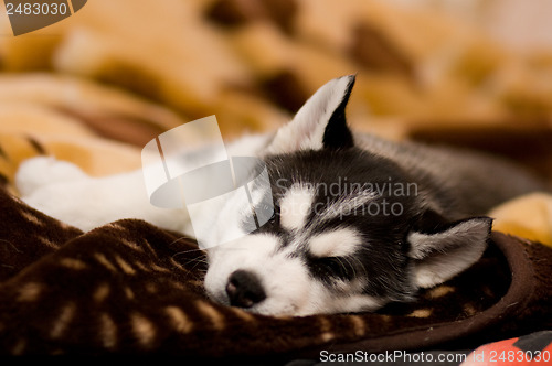 Image of cute puppy