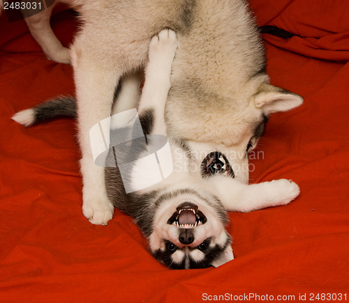Image of cute puppy