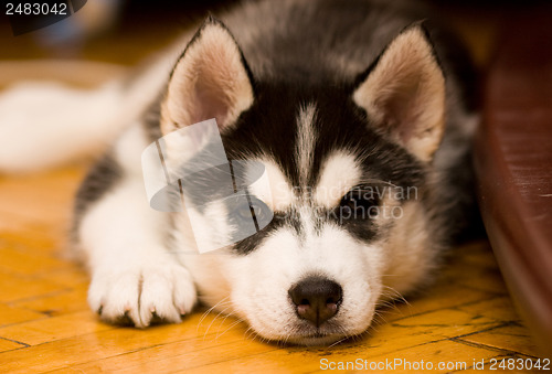 Image of cute puppy
