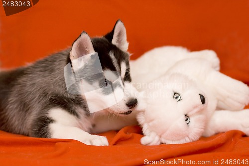 Image of cute puppy