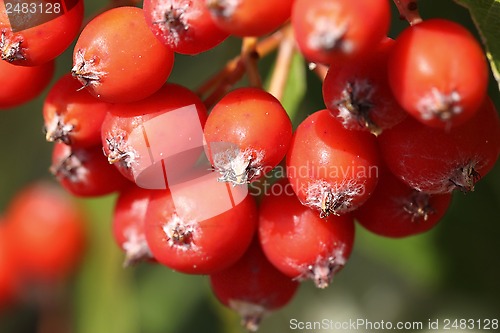 Image of Background of Rowan Berries