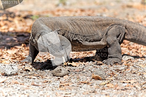 Image of Komodo Dragon